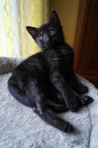 Adoptusie. Śliczny. Już w domu :)