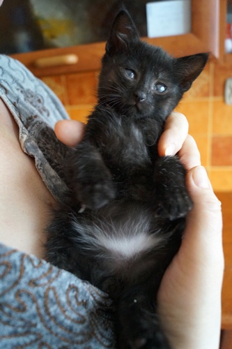 Adoptusie. Śliczny. Już w domu :)