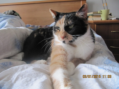 Adoptusie. Nelka - domowa koteczka z lasu. Ogłoszenie grzecznościowe. Już w domu :)