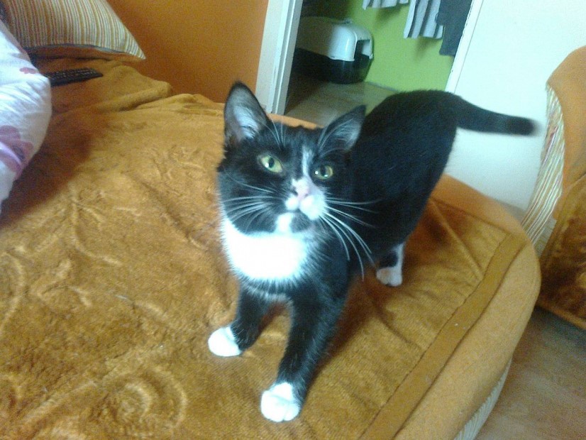 Adoptusie. Kalina kocie cudo - już nie do adopcji, na swoim :)
