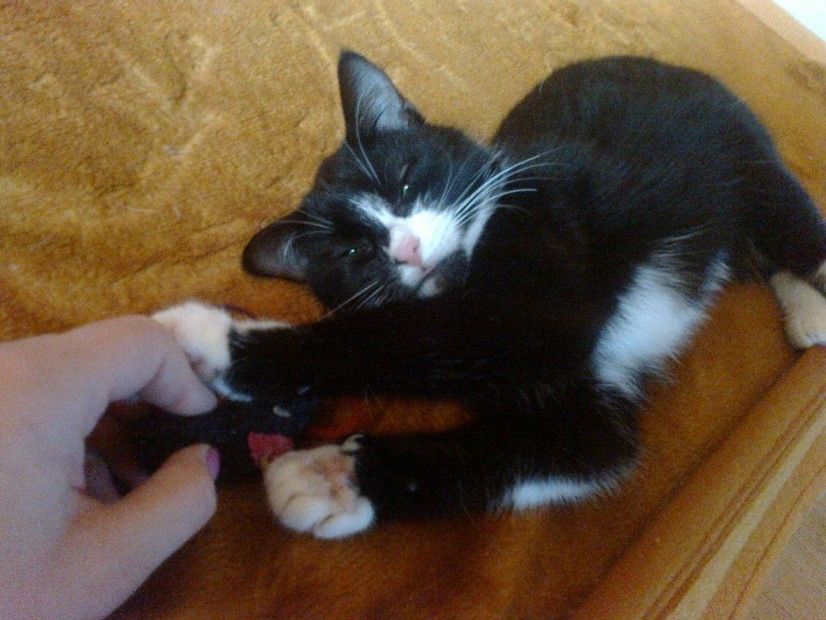 Adoptusie. Kalina kocie cudo - już nie do adopcji, na swoim :)
