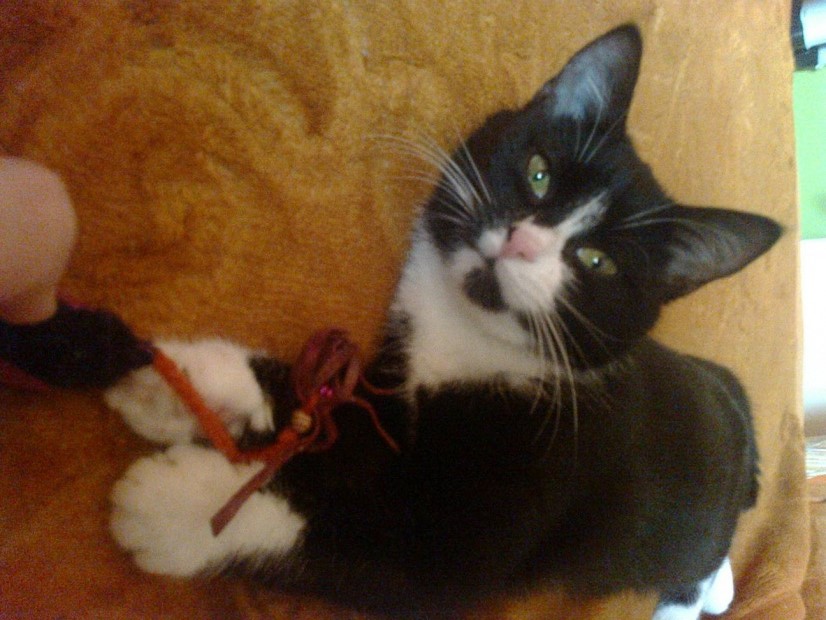 Adoptusie. Kalina kocie cudo - już nie do adopcji, na swoim :)