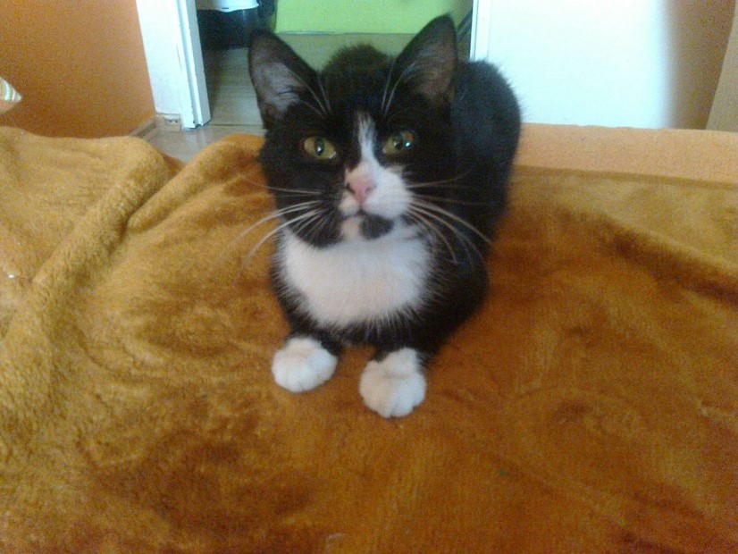 Adoptusie. Kalina kocie cudo - już nie do adopcji, na swoim :)