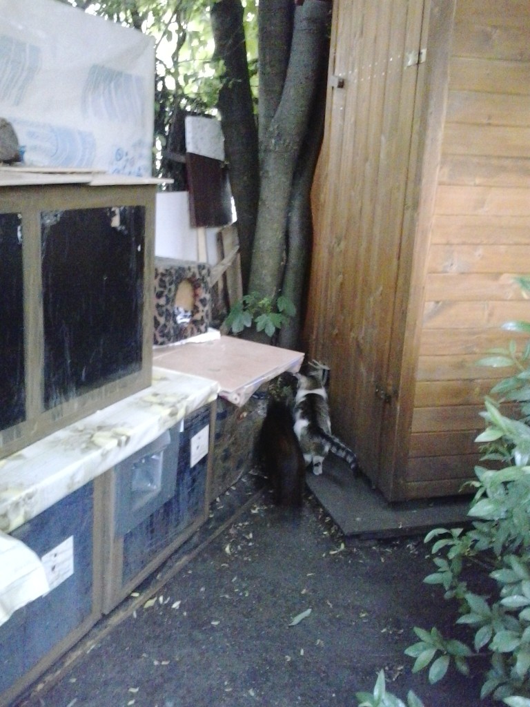 Kocia rodzinka z bałuckiego podwórka. Kasia wróciła do domu:-) Marcyś i Zosia pojechali na badania