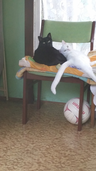 Adoptusie. Śnieżka – słodziak z działek. Pozdrawia z domu :)