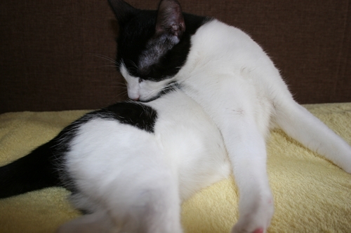 Adoptusie. Henio - łamacz serc. Ma dom :)