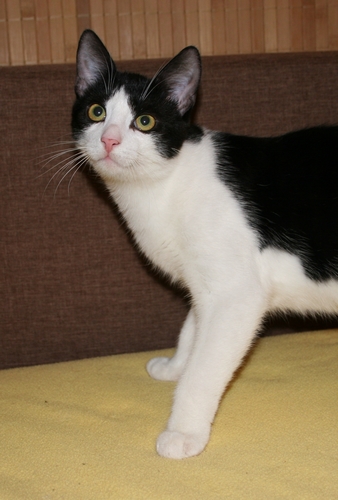Adoptusie. Henio - łamacz serc. Ma dom :)