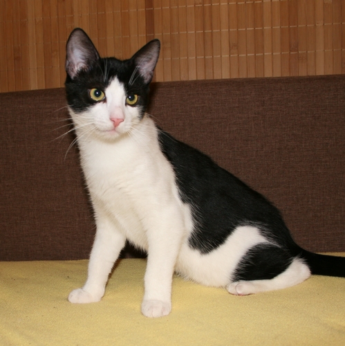 Adoptusie. Henio - łamacz serc. Ma dom :)