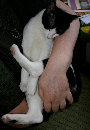 Adoptusie. Henio - łamacz serc. Ma dom :)