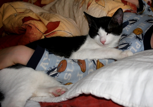 Adoptusie. Henio - łamacz serc. Ma dom :)
