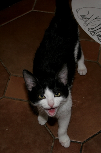 Adoptusie. Henio - łamacz serc. Ma dom :)