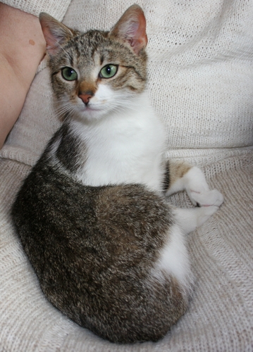 Adoptusie. Wiki - w domu :)
