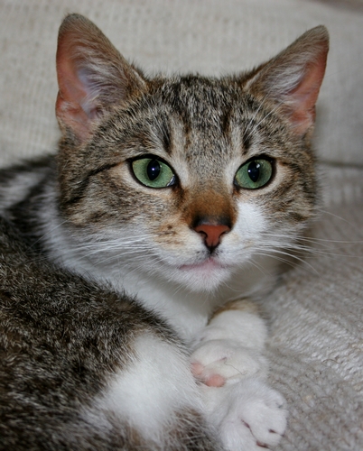 Adoptusie. Wiki - w domu :)