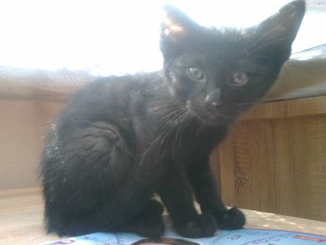 Adoptusie. Lucjusz - w domu :)