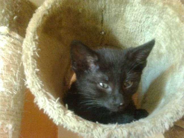 Adoptusie. Lucjusz - w domu :)