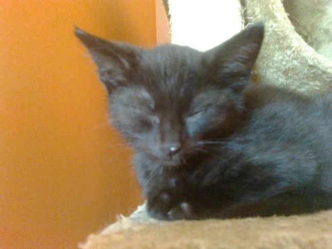 Adoptusie. Lucjusz - w domu :)