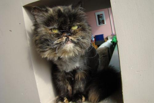 Adoptusie. Lady Funia. Nareszcie w domu :)