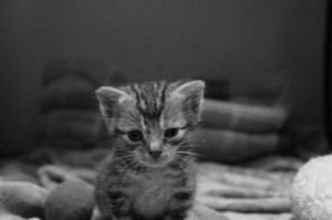 Lidzia-[']