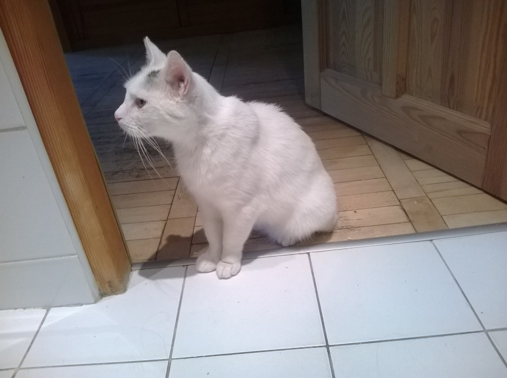 Adoptusie. Kajtuś – chłopak do kochania - zostaje w dt na stałe :)
