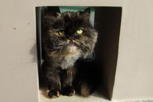 Adoptusie. Lady Funia. Nareszcie w domu :)