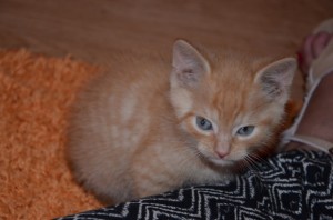 Adoptusie. Mały Julian - ma dom!
