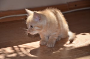 Adoptusie. Niesforna Rubi - pojechała do domu :)