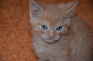 Adoptusie. Niesforna Rubi - pojechała do domu :)