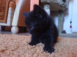 Adoptusie. Mort. Przeprowadza się do własnego domu!