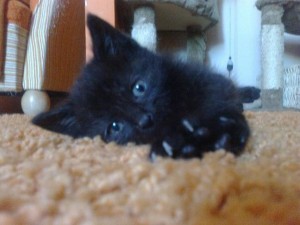 Adoptusie. Mort. Przeprowadza się do własnego domu!
