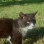 feliks