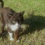 feliks1