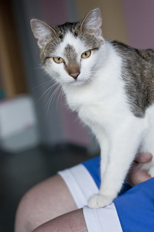 Adoptusie. Orzeszek - kot idealny. W domu :)
