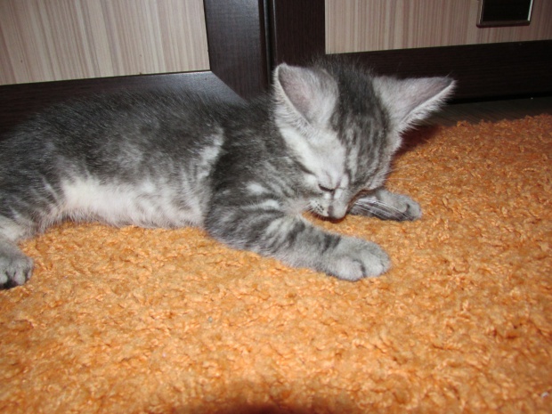 Adoptusie. Freddy - adoptowany :)