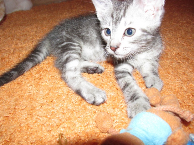 Adoptusie. Freddy - adoptowany :)