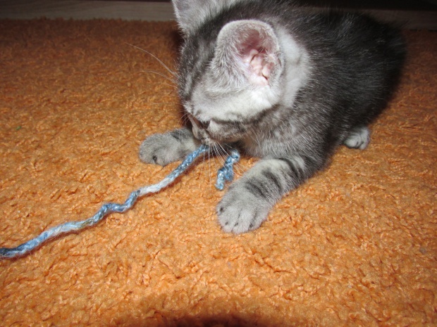 Adoptusie. Freddy - adoptowany :)