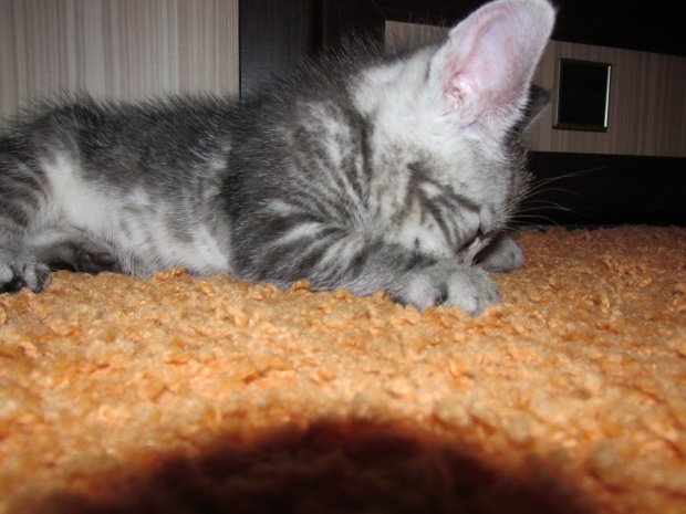 Adoptusie. Freddy - adoptowany :)