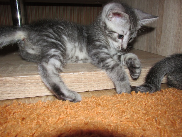 Adoptusie. Freddy - adoptowany :)