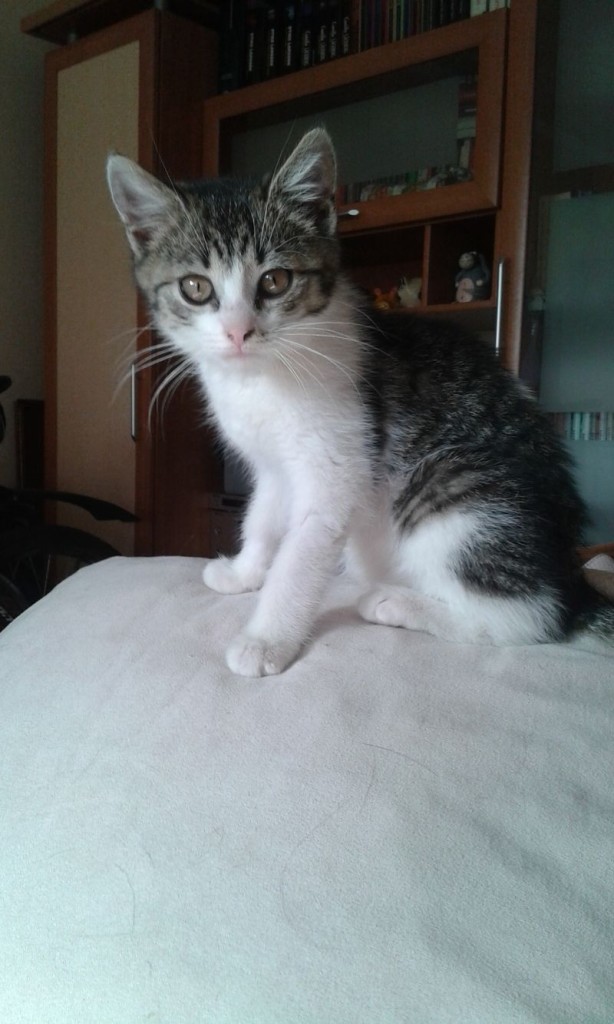 Adoptusie. Oleńka – maleństwo o wielkim serduszku. Już w domu :)