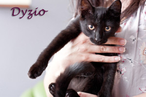 dyzio3