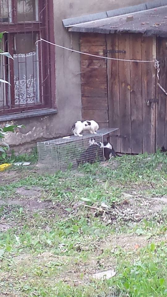 Co można robić w upał w mieście? Akcja Wapienna