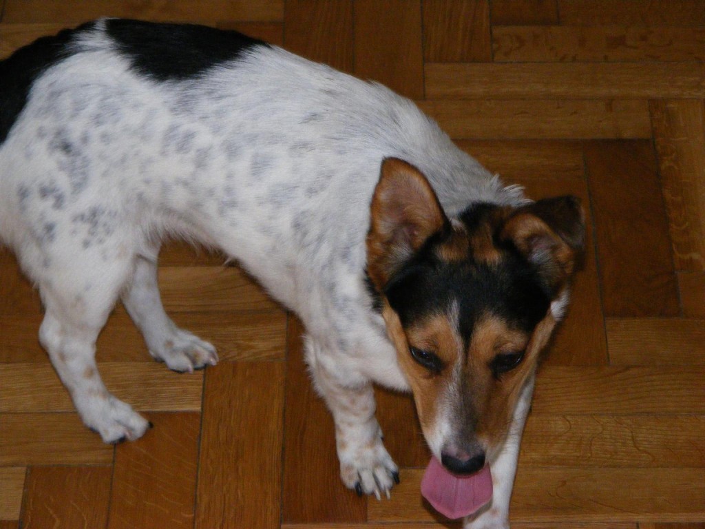 Adoptusie. Biedroneczka. W domu :)