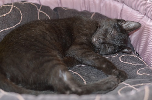 Adoptusie. Klakier wreszcie znalazł swoje miejsce na ziemi :)