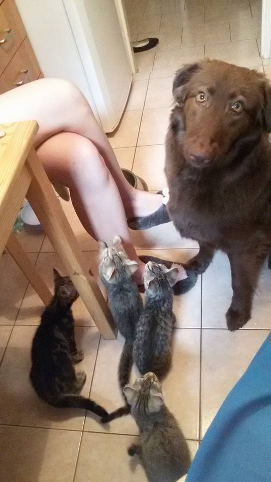 Fredka, Pirat, Kawka i Kropka - dzieciaki ze Złotna - w domach :)