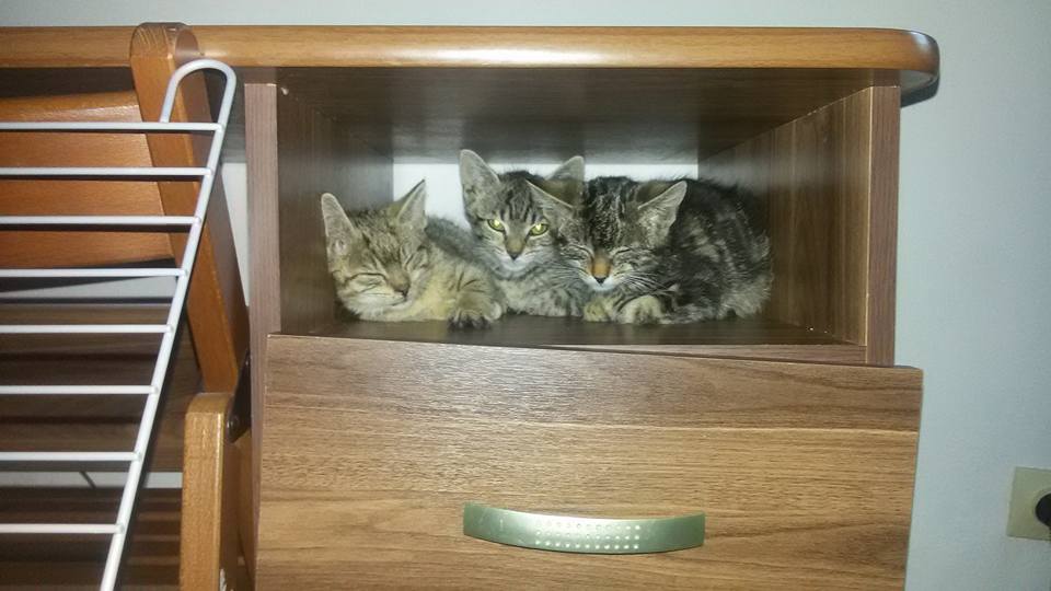 Fredka, Pirat, Kawka i Kropka - dzieciaki ze Złotna - w domach :)