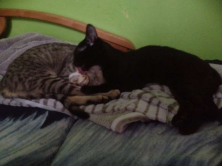 Adoptusie. Klakier wreszcie znalazł swoje miejsce na ziemi :)