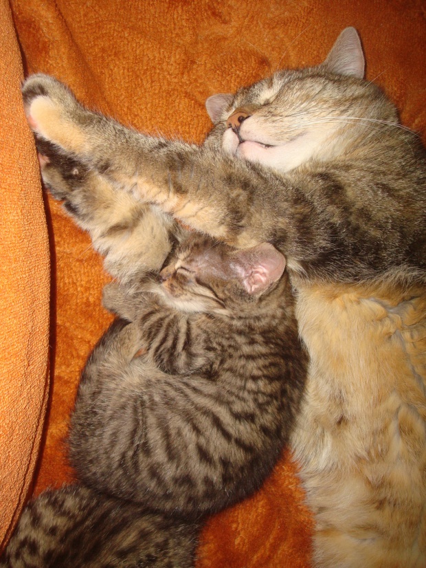 Adoptusie. Sisi - tylko mnie tul. Już w domu :)