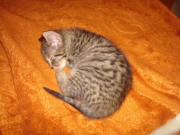 Adoptusie. Sisi - tylko mnie tul. Już w domu :)