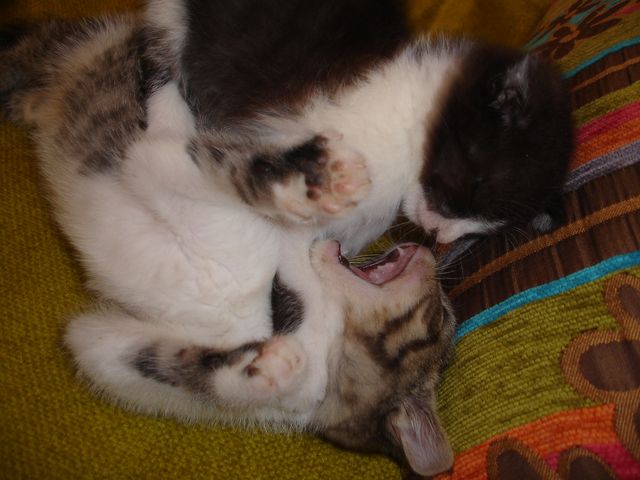 Alexa i Blake - w domach :)