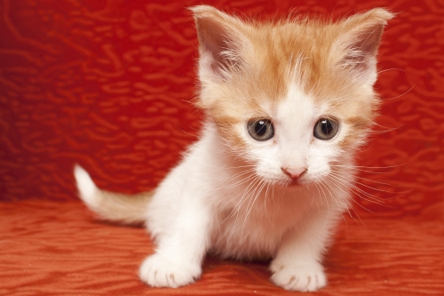 Adoptusie. Ziutki cudne kociaki w kolorach jesieni - zarezerwowane :)
