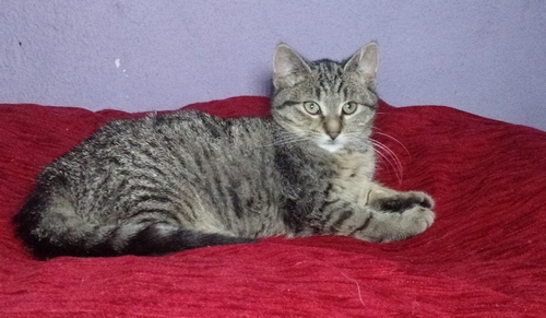 Adoptusie. Marysia - w domu :)